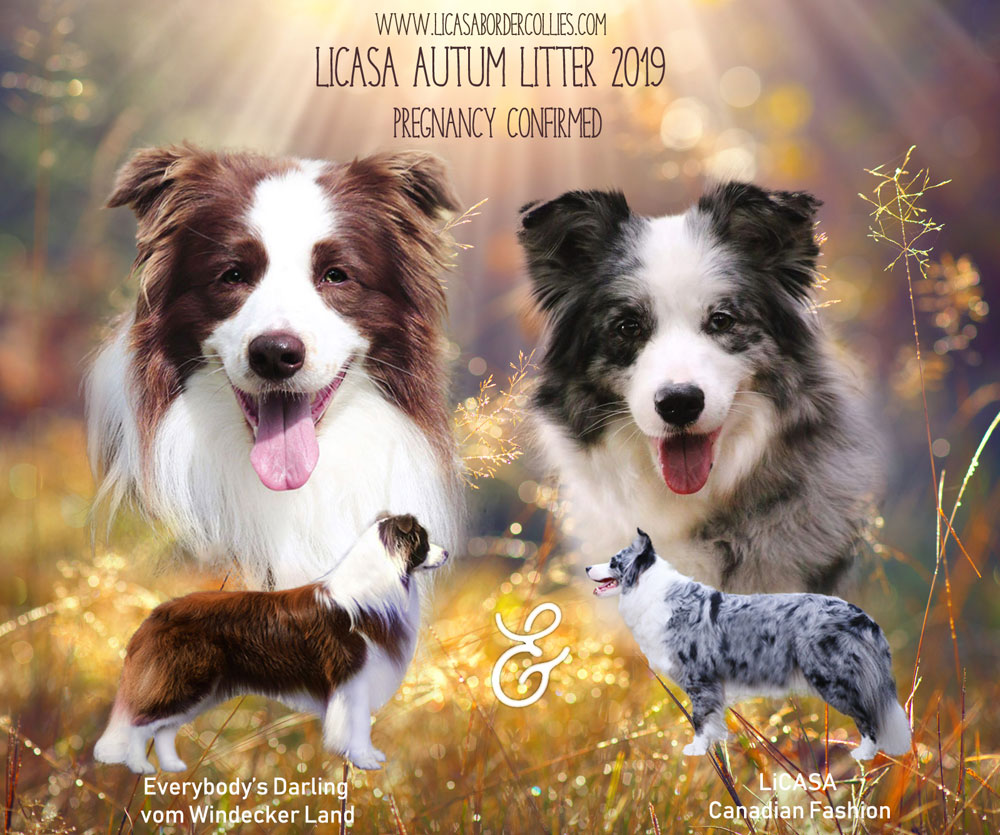 wurfanzeige border collie 77886 welpen