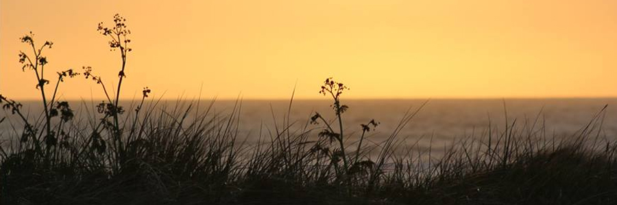 licasa border collies1